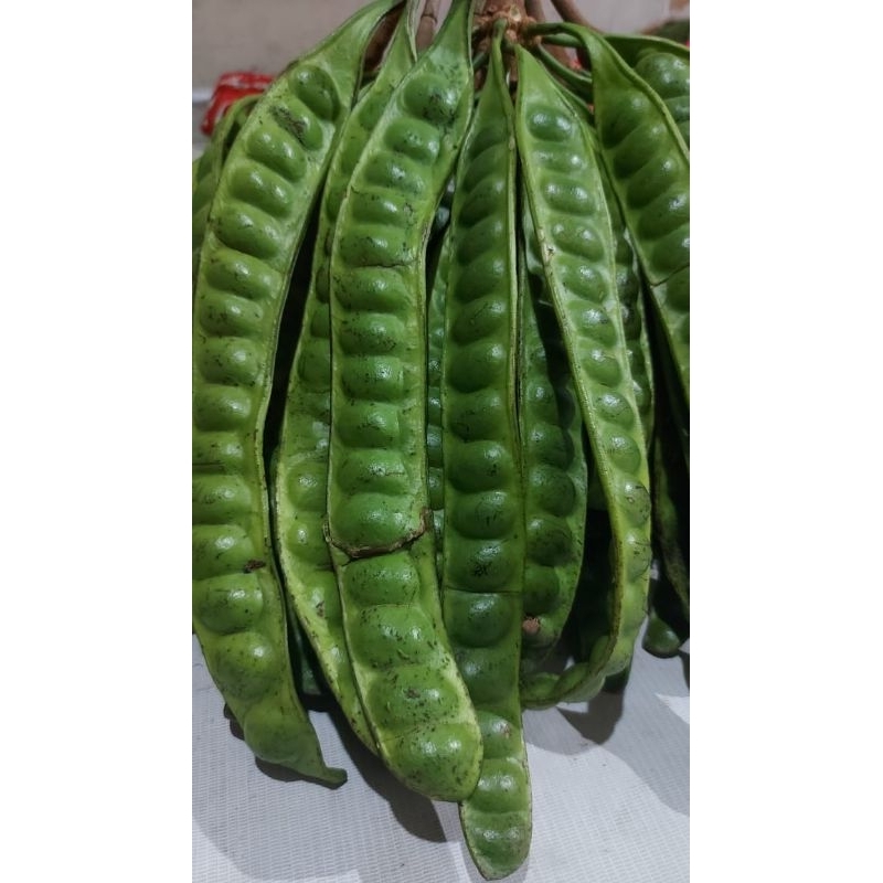 

Petai tua/10 papan 25rb