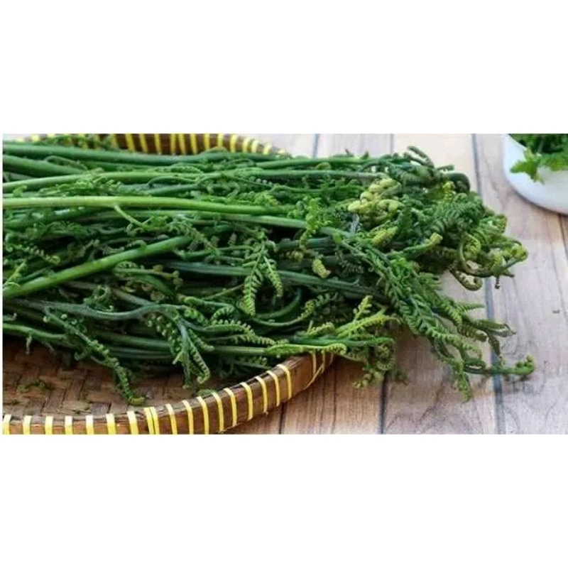 

tersedia 500gram pakis sayur organik fress/(bahan masakan nikmat ala pedesaan)