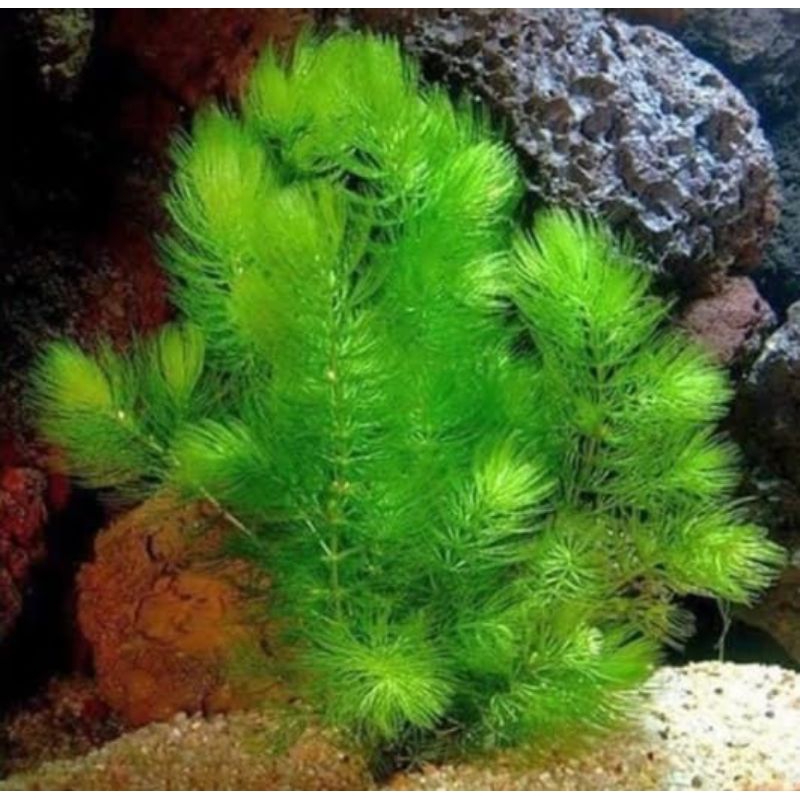 Tanaman Ganggang Air Tawar Media Ternak Hiasan