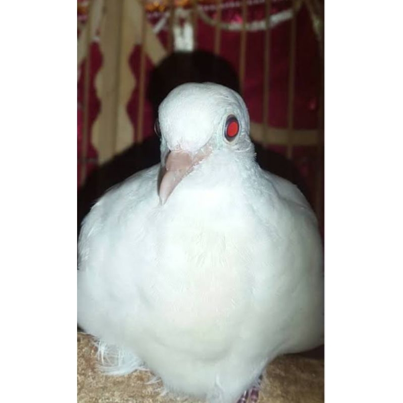 perkutut putih kapas mata merah