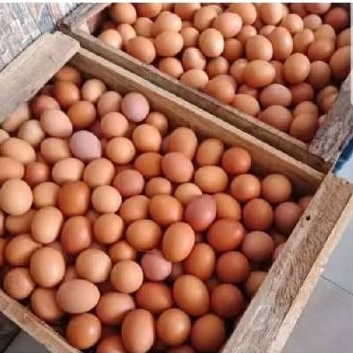 

Telur Ayam Negri Fresh Ternak Sendiri 1kg