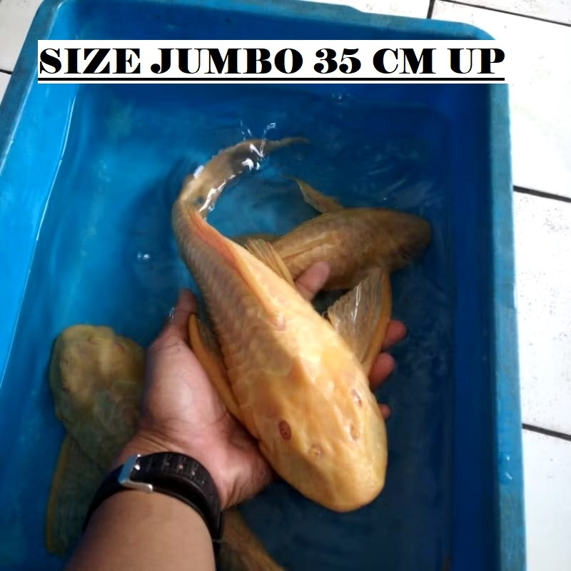 Ikan sapu sapu albino hitam size 35 up jumbo tankmate predator koi channa arwana pembersih aquarium
