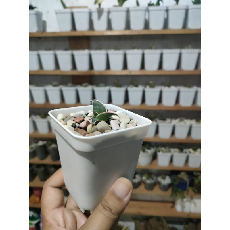 Sansevieria pinguicula PAKET KOMPLIT + Pot