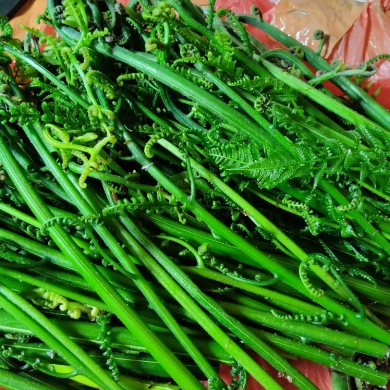 

Pakis Sayur Segar Fresh Petik Dadakan Langsung Berat 1 kg