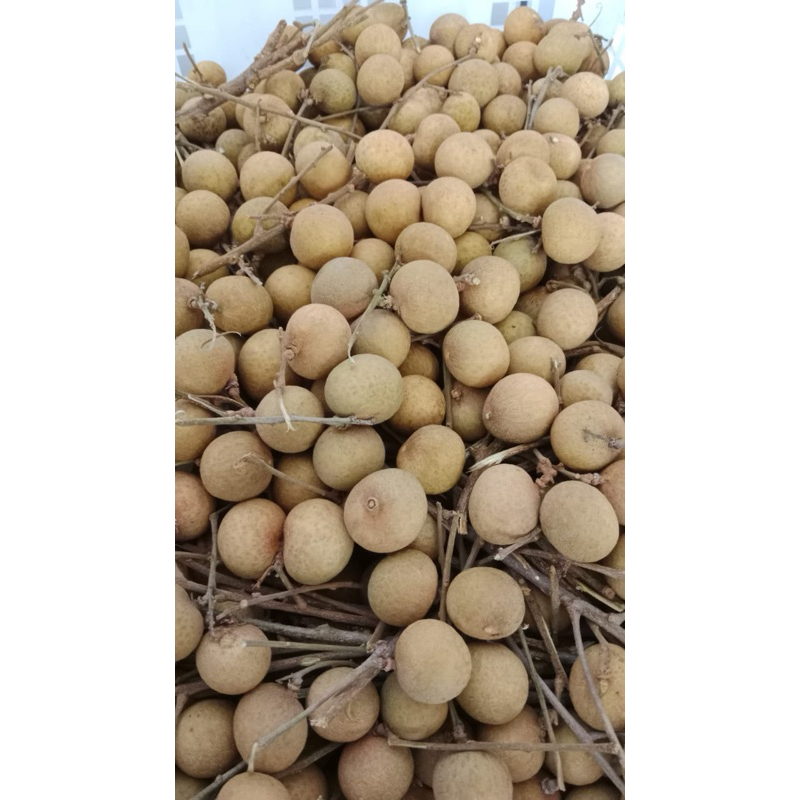 

Longan / kelengkeng per kilo