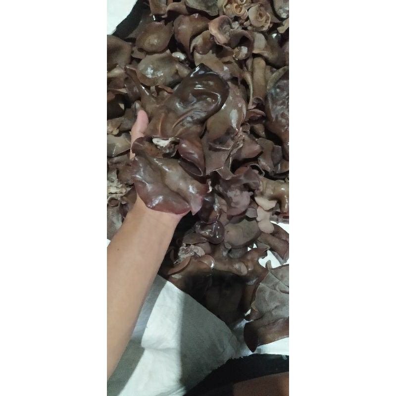 jamur kuping basah 1kg