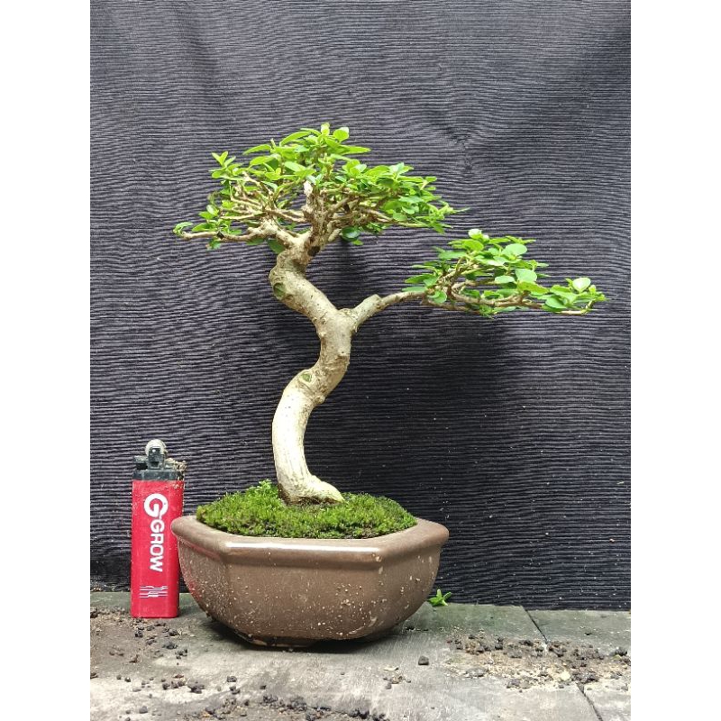 bonsai sancang mame real pict