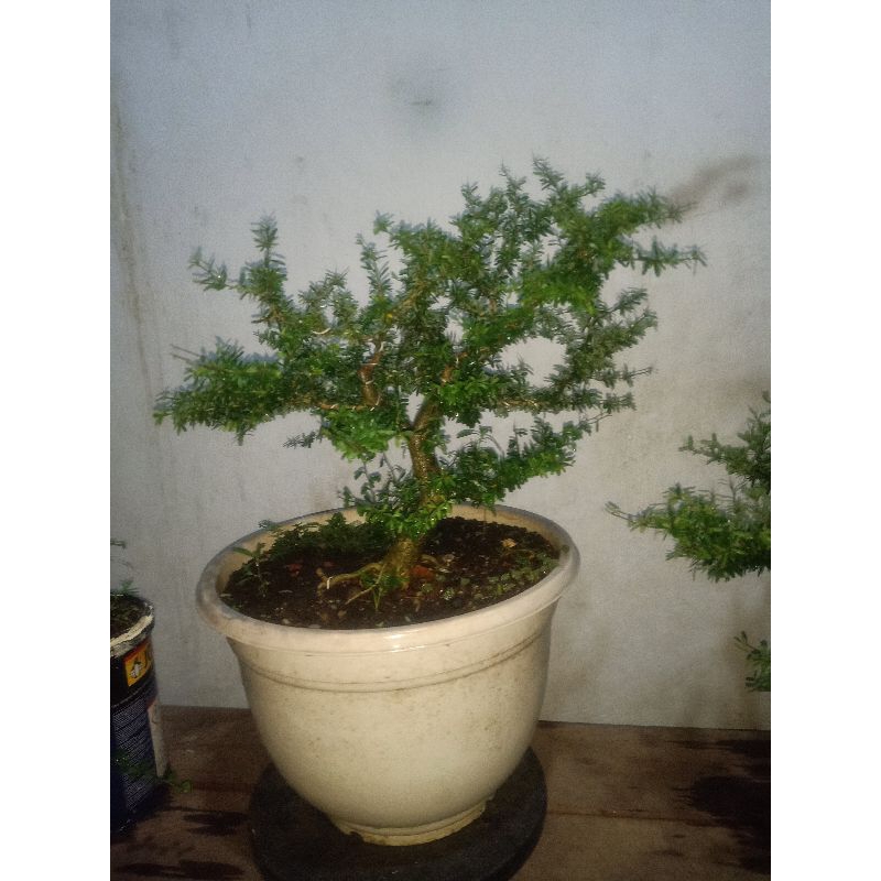 (Bisa COD) Bonsai saeng simbur bonggol gede super mikro