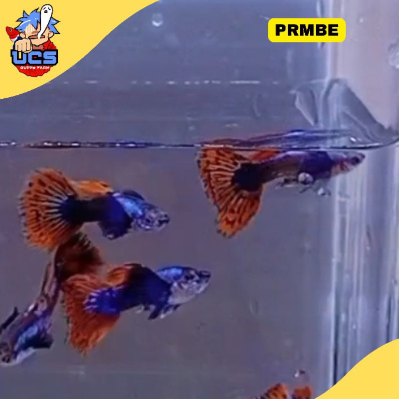 HIASAN GUPPY PRMBE