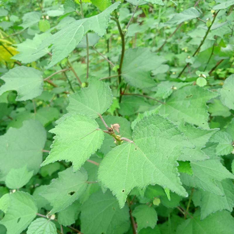 

Daun Pulutan Segar Spesial (kemasan 300gram)