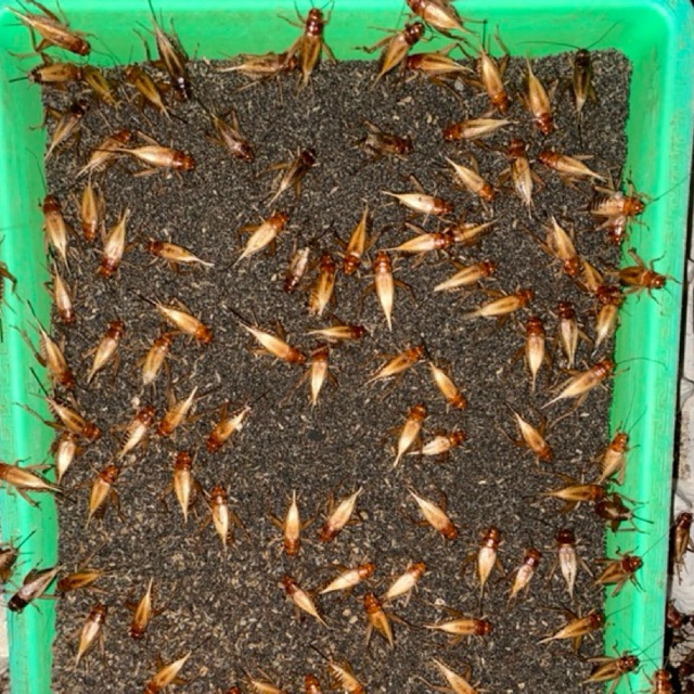 

[BARU] 2-ONS/ 200 GRAM TJ MADU KUNYIT MURNI