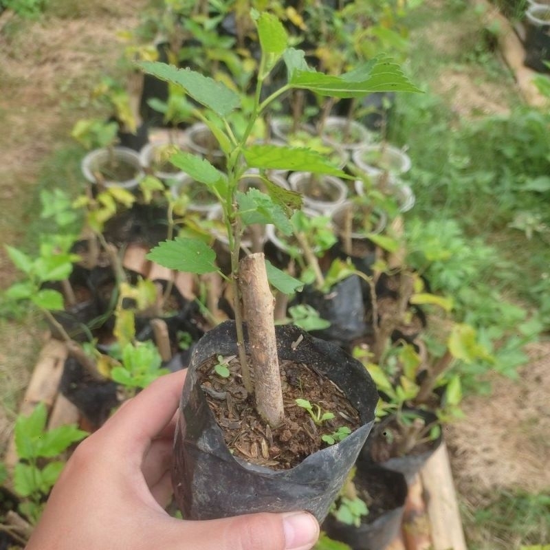 Pohon Buah Murbei Sudah Siap Berbuah