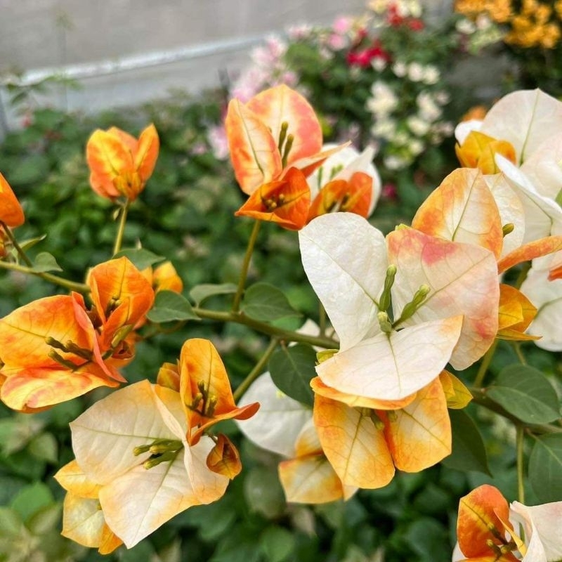 BOUGENVILLE GOLDEN SUNSHINE