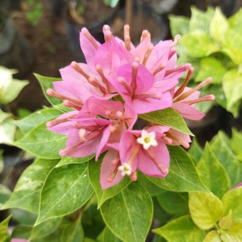 BOUGENVILLE SINGAPORE SOFT PINK ORIGINAL