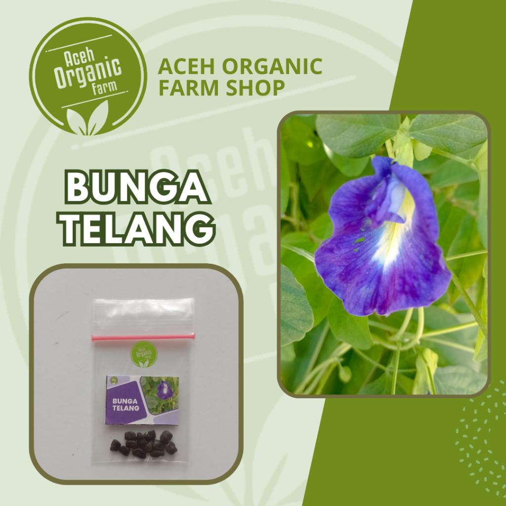 20 biji - Benih/biji Bunga Telang Biru- Biji Telang-Tanaman Herbal