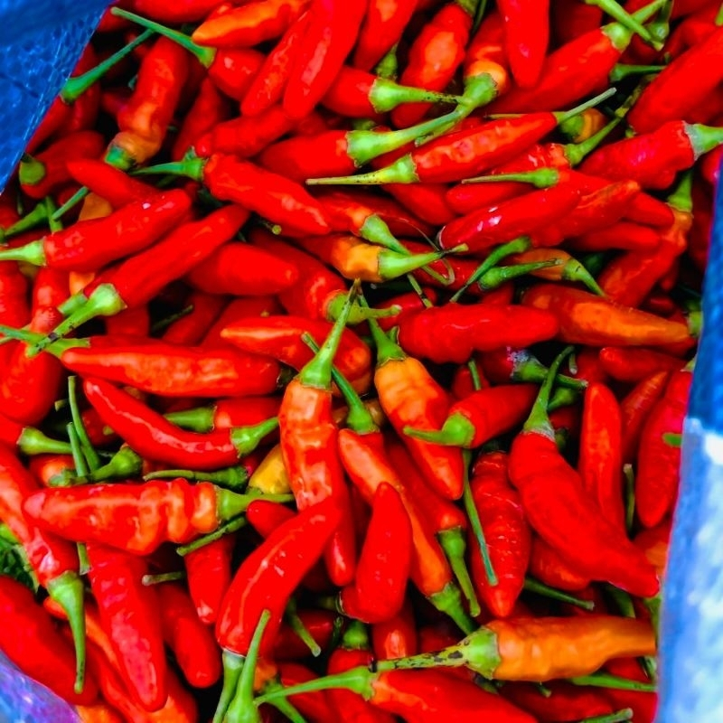 

Cabe Rawit Merah 500 gram Cabai Super Pedas Petik Langsung Dari Kebun