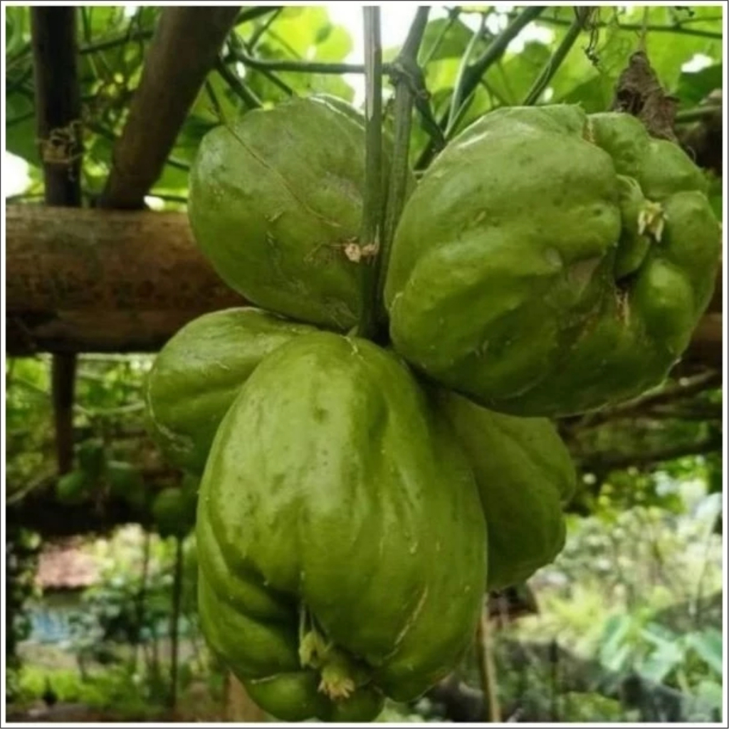 

BIBIT LABU SIAM SUPER SIAP TANAM 1 BIJI