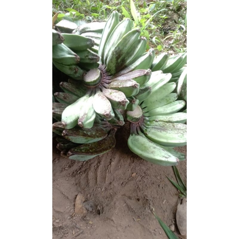 

1sisir pisang kepok kuning