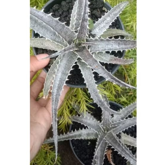 Dyckia Marnier Lapostollei , Tanaman Hias Dyckia