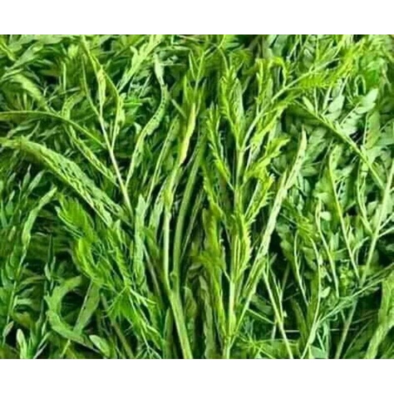 

Daun petai cina segar 100gram murah terlaris