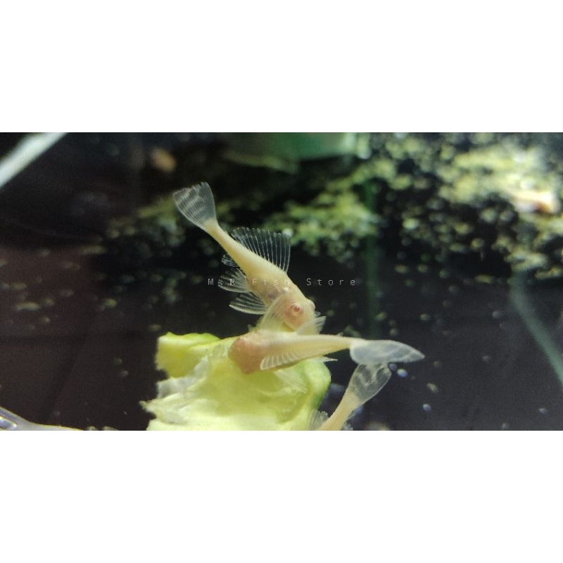 Gibicep