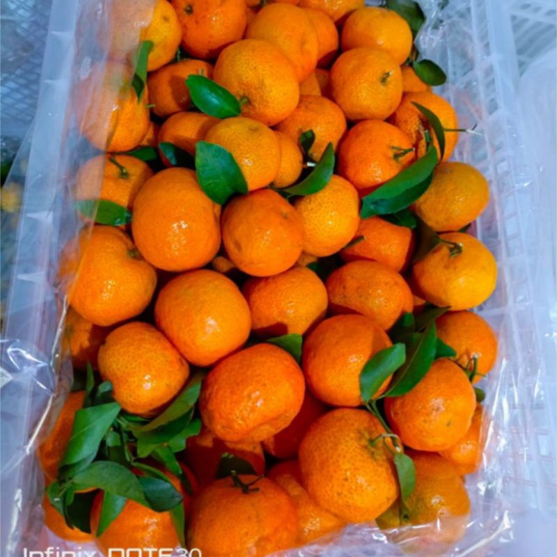 

JERUK SANTANG BIRMA 1 KG JAMINAN MANIS BUAH SEGAR