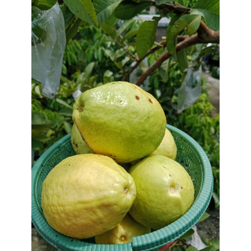 

jambu biji merah segar 1kg kualitas bagus/jambu merah