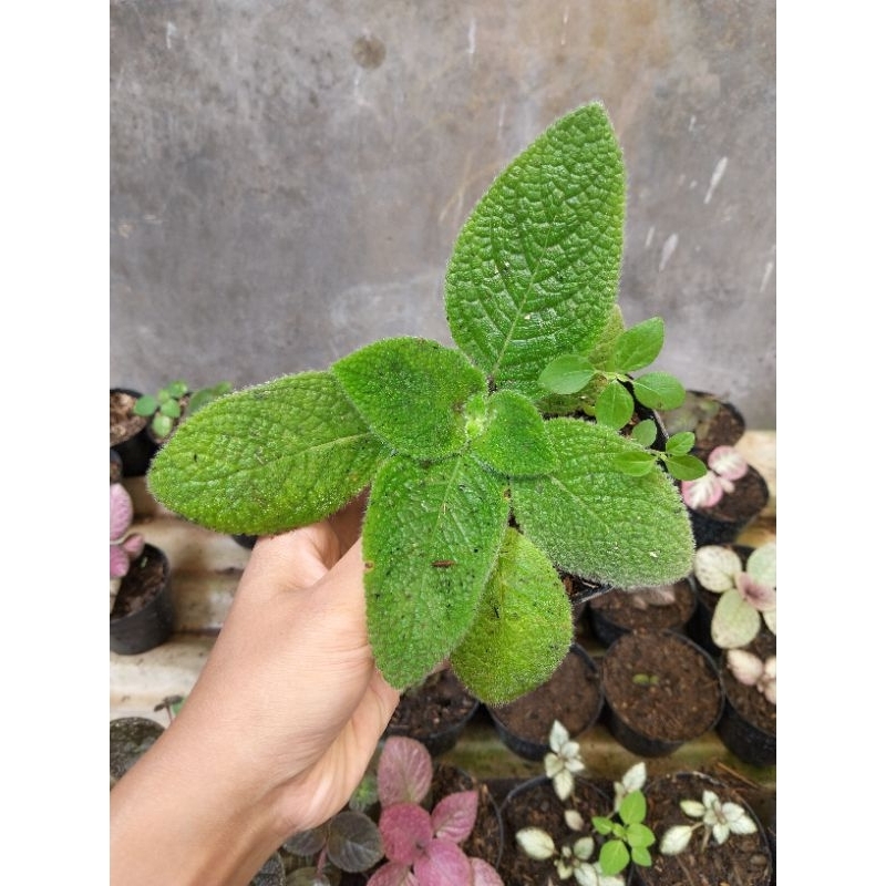 episcia blue heven