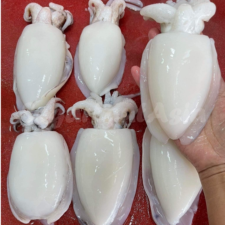 

Balakutak Hitam Segar Balakutak Kupas Bersih Utuh 1Kg