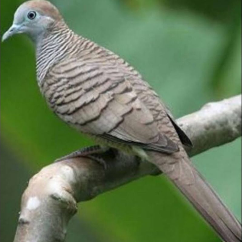 Perkutut Bangkok Ring