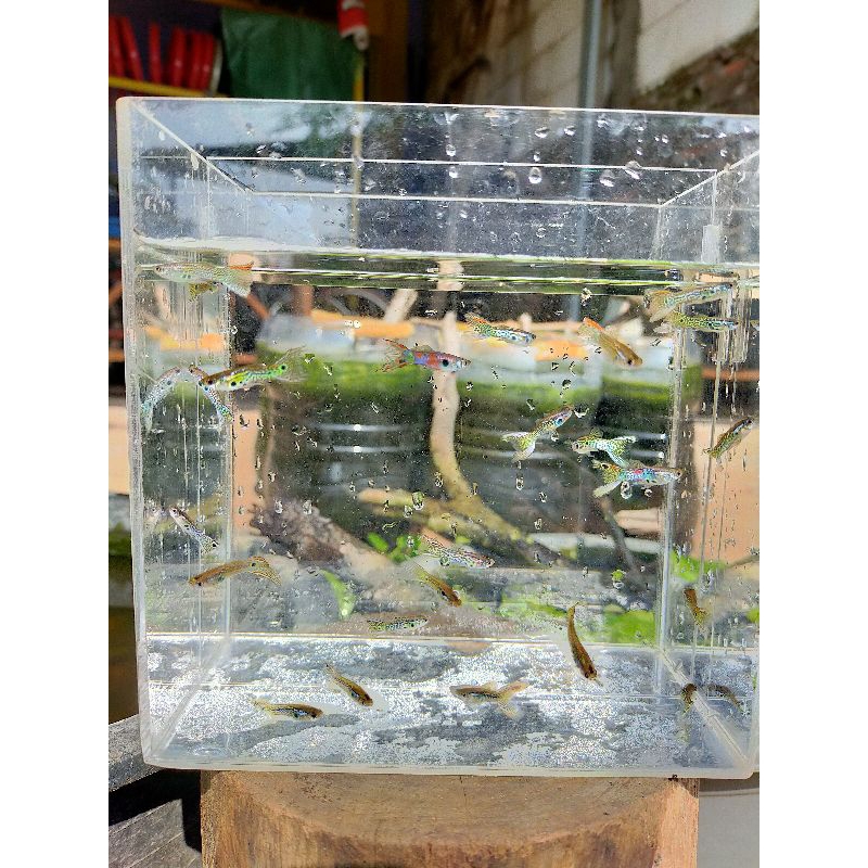 guppy endler hiasan aquarium