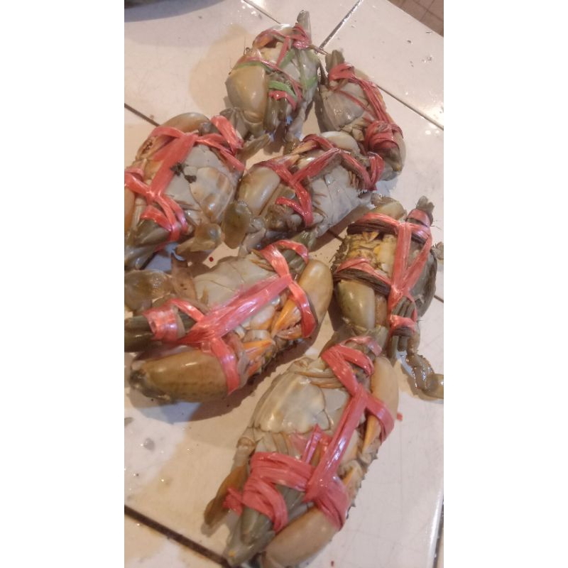 

kepiting besar hidup