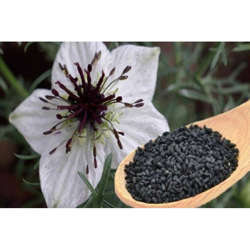 

Jinten hitam 50 gram