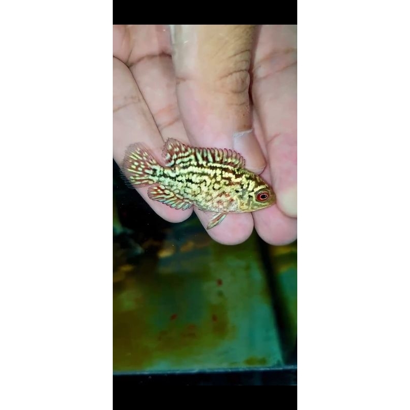 super red kamfa F2 vip import -+3,5cm