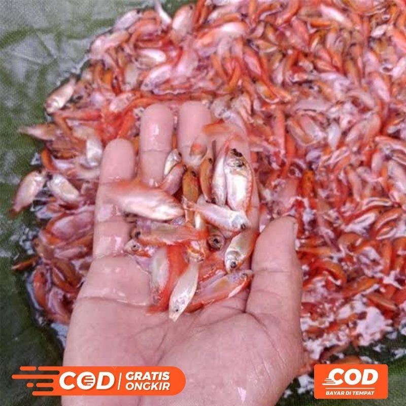 Bibit Ikan Nila Merah Isi 100ekor