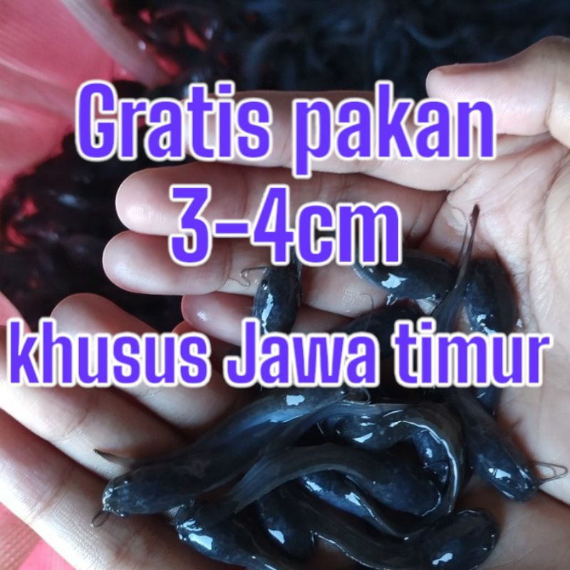 100 bibit lele ukuran 3-4 cm khusus Jawa timur