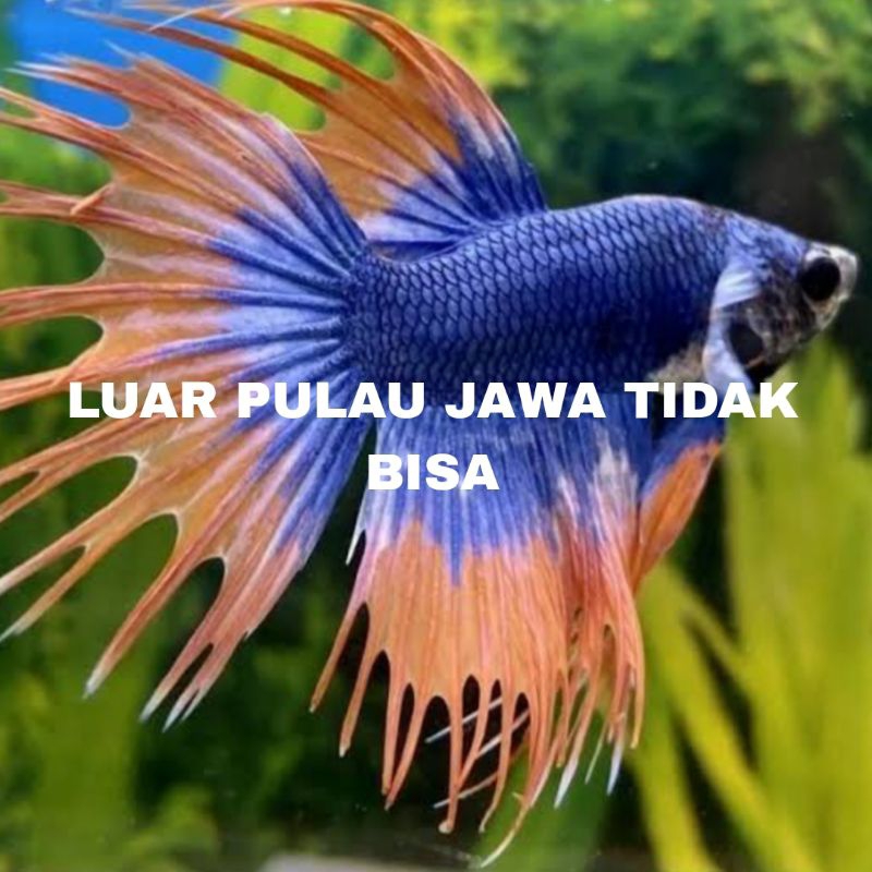 IKAN CUPANG CT MASKOT ISI 10