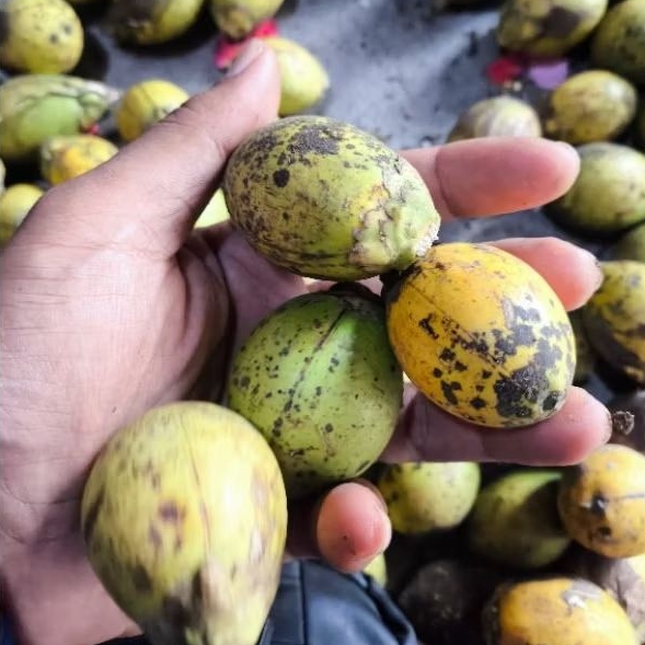 

Pinang Tua Genjah Kuning 500Gr