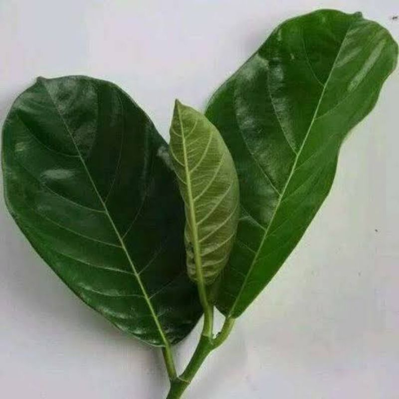 

daun nangka segar petik langsung per 30 lembar