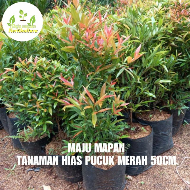 TANAMAN HIAS PUCUK MERAH 50CM