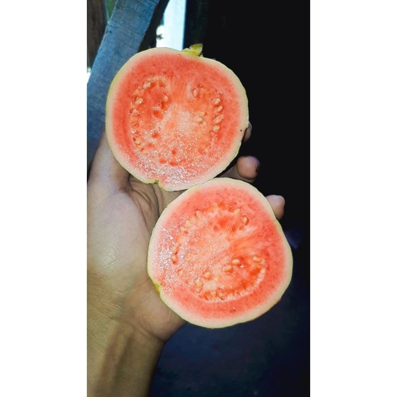 

jambu merah