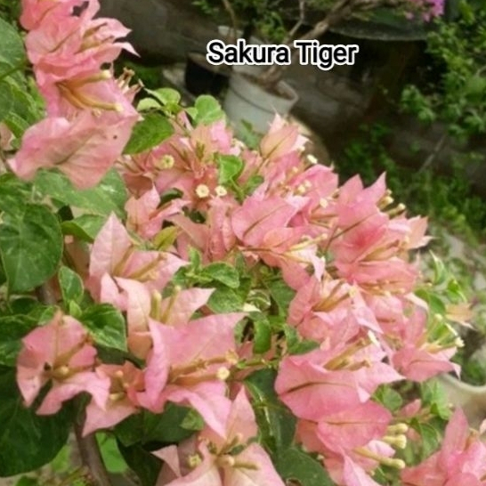 BOUGENVILLE SAKURA TIGER