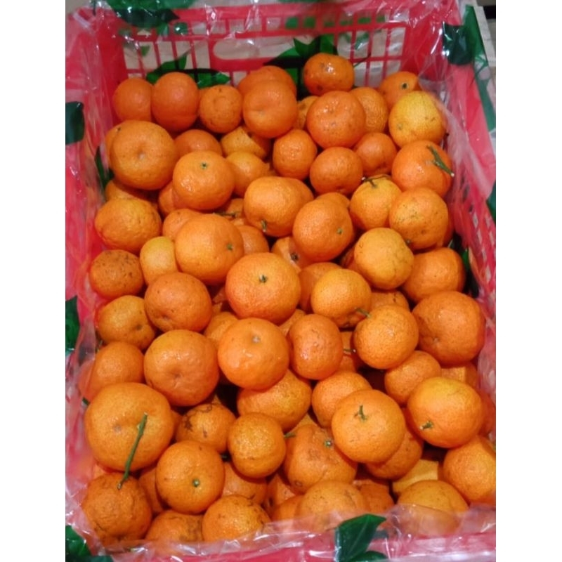 

Jeruk Shantang Tangerine