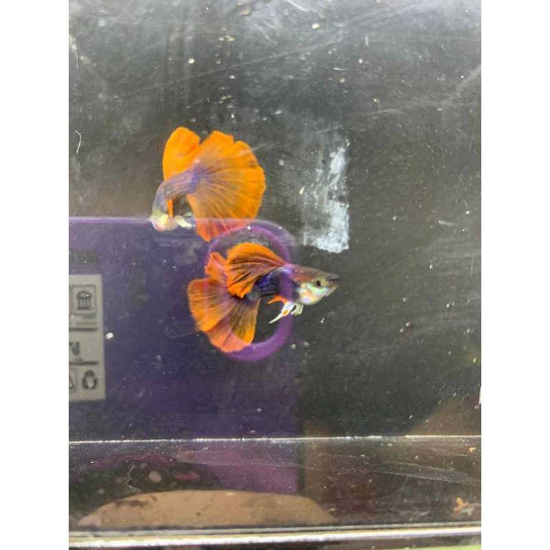 HB Red Rose Tail
