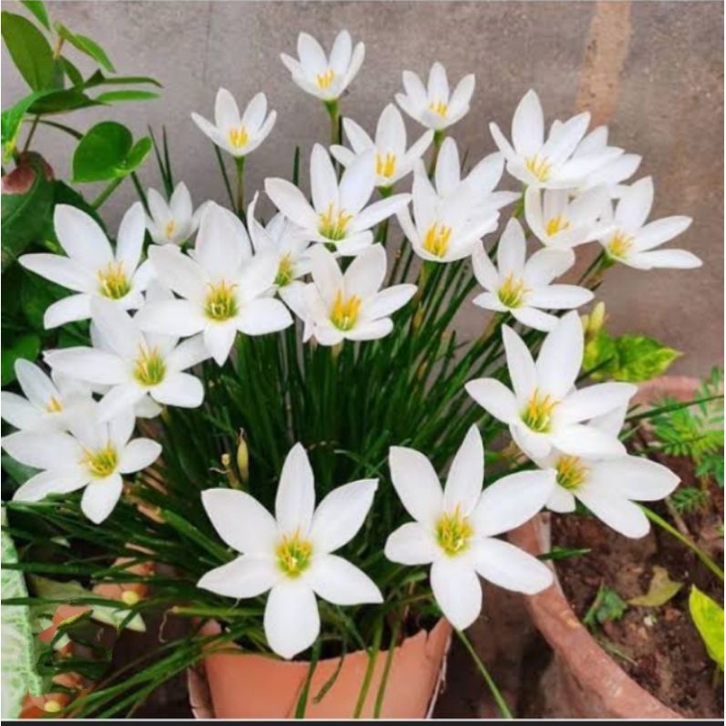 BUNGA KUCAI , BUNGA LILI MINI, BUNGA KUCAI MINI, TANAMAN HIAS ,BIBIT TANAMAN HIAS