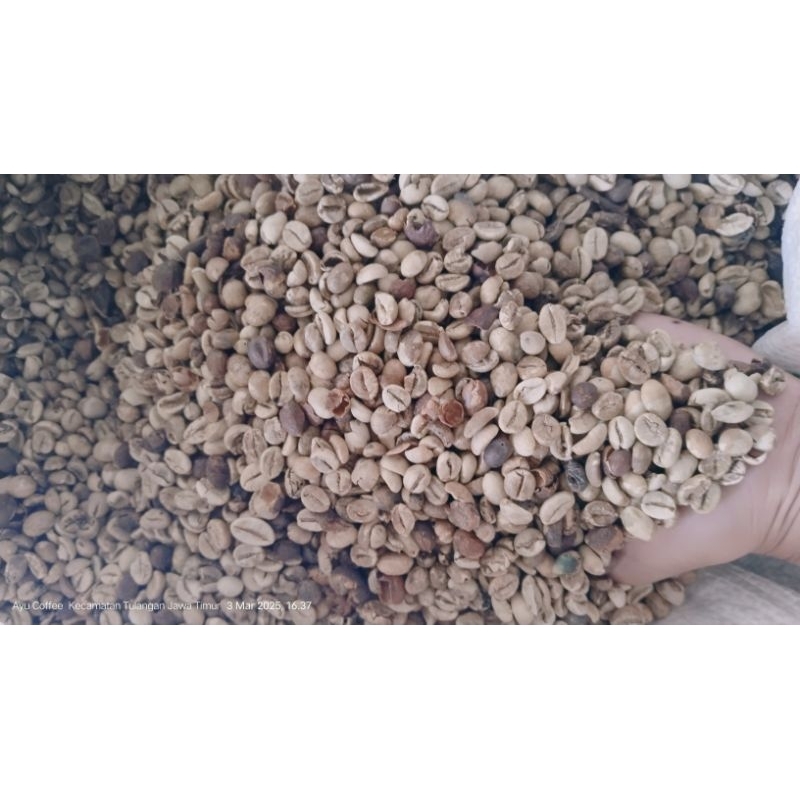 

GREEN BEANS ROBUSTA 1 KG