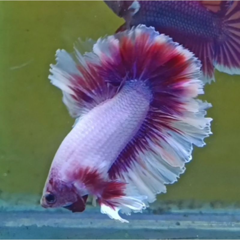 HIASAN AQUARIUM CUPANG HM ROSETAIL FLAMINGO BUTTERFLY + CUPANG HALFMOON ROSETAIL LAVENDER BUTTERFLY