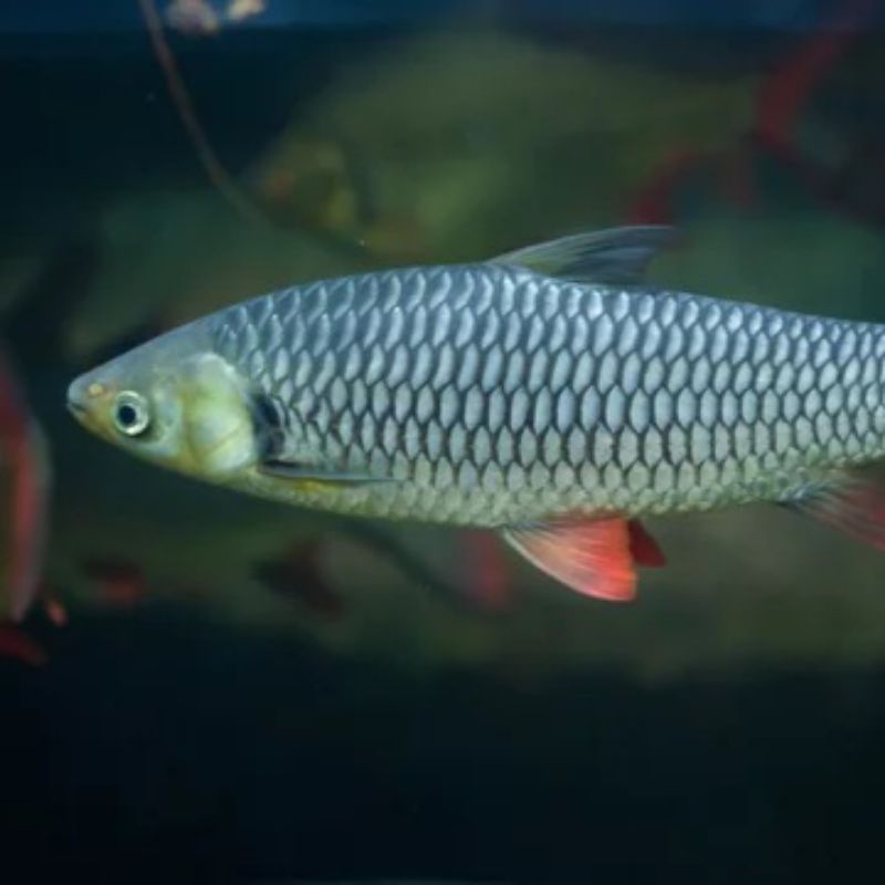 

Jelawat Segar Leptobarbus