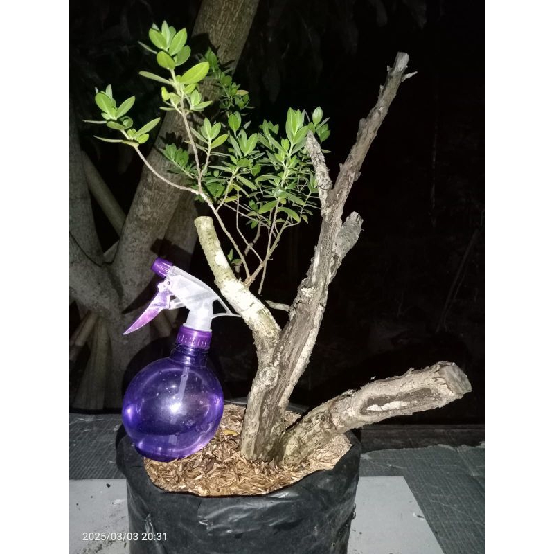 Bahan Bonsai Santigi