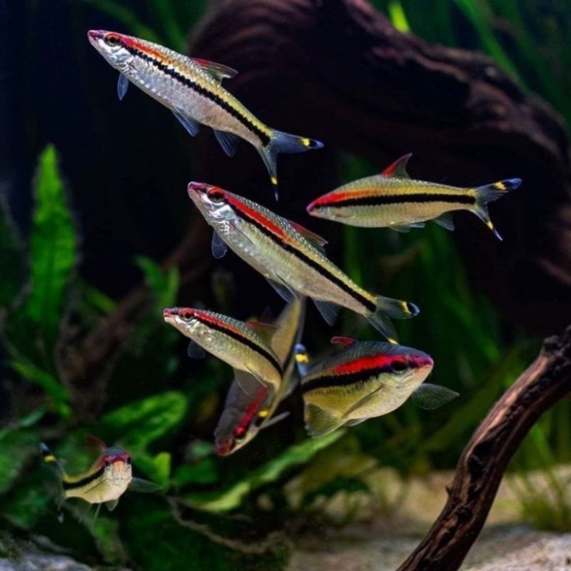 Peralatan Aquascape / Aquarium / Perlengkapan / Puintius Denisoni